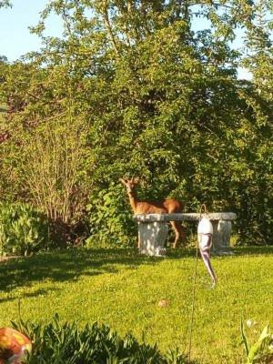 Haus Am Roemerstich Auen Dış mekan fotoğraf